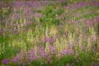 USA-Colorado-Gunnison National Forest Fireweeds in mountain meadow Art Print